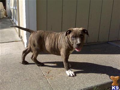Puppies in OR